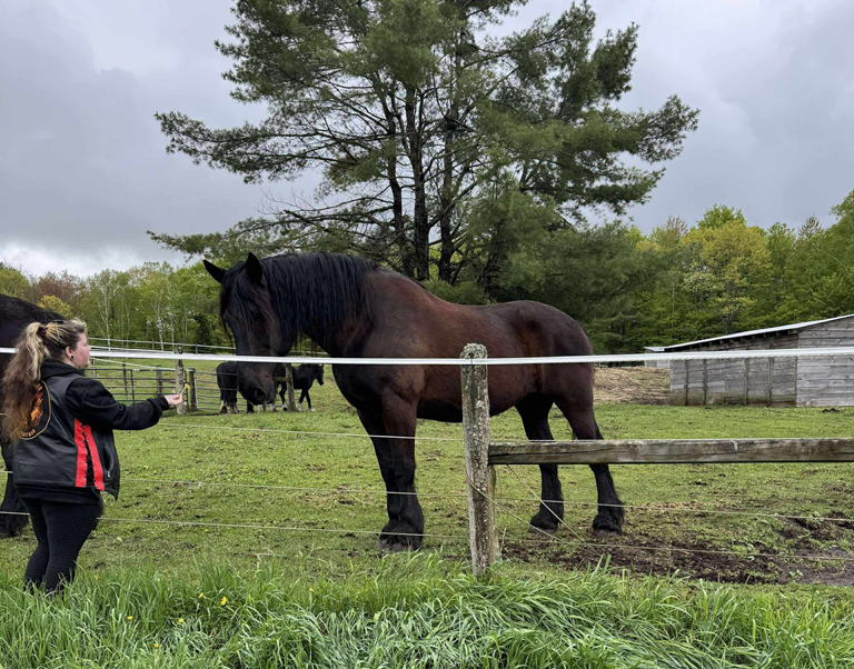 Northern Mentors Banner 